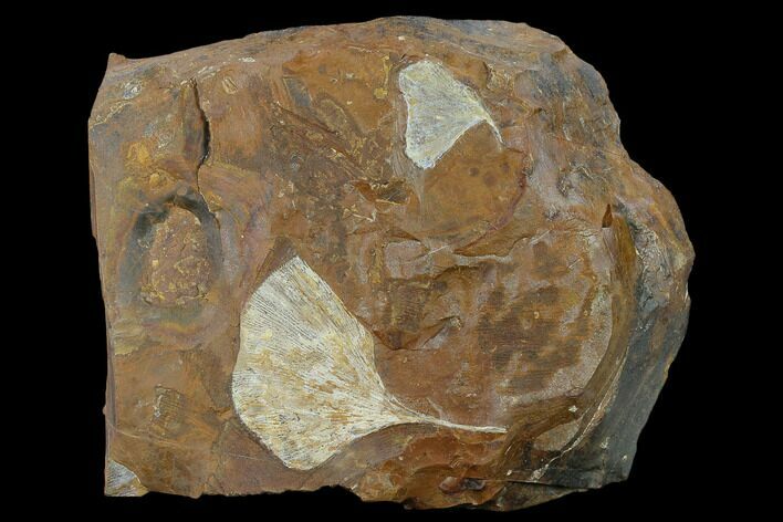Fossil Ginkgo Leaves From North Dakota - Paleocene #132551